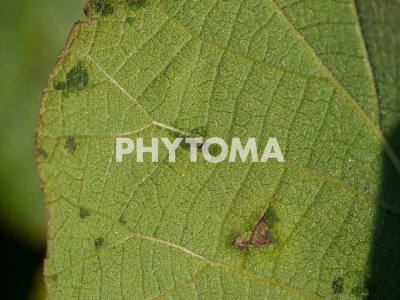 Meloidogyne hapla
